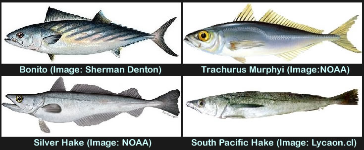 Hake and Bonito Comparison Image